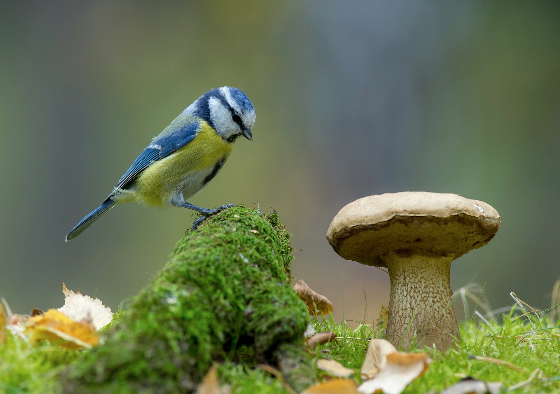 Blue song bird sitting on decomposing branch, next to sprouted mushroom